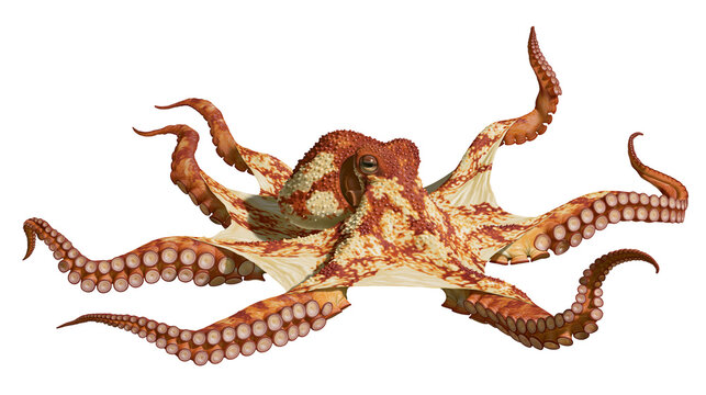 Reddish brown octopus with textured skin and suckers on tentacles