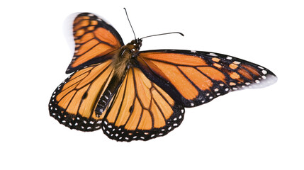 Monarch butterfly with orange and black wings © Ari