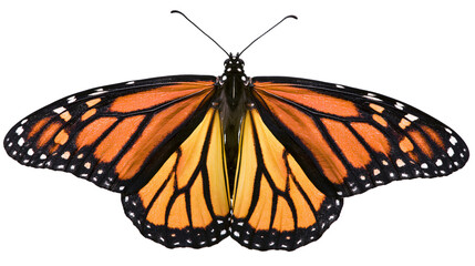 Monarch butterfly with orange black, and white wings spread © Ari