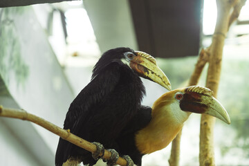 Two hornbills, one black and one yellow, sit on a branch in a lush environment, highlighting their unique beak colors and feather details © Anat art