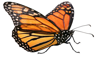 Monarch butterfly with orange and black wings © Ari