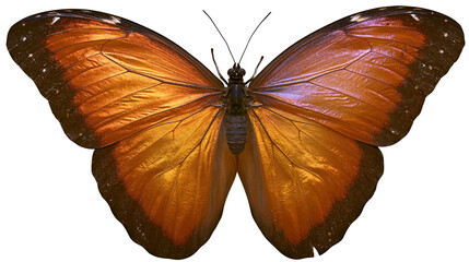 Orange and brown butterfly with iridescent wings © Ari