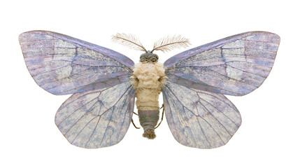 Pale blue moth with feathery antennae and intricate wing patterns © Ari