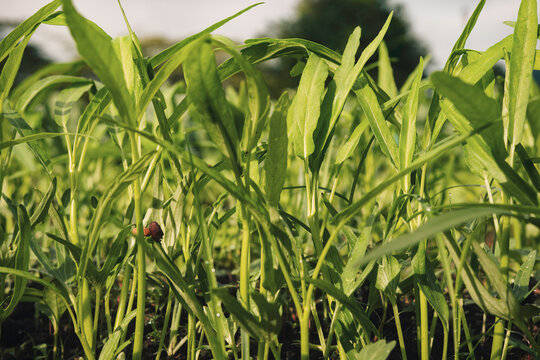 Young Water Spinach (Ipomoea aquatica) Growing in an Organic Vegetable Garden
