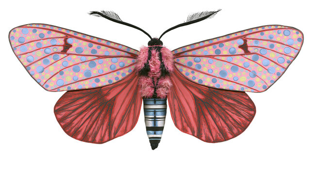 Pink fuzzy moth with red wings and patterned forewings