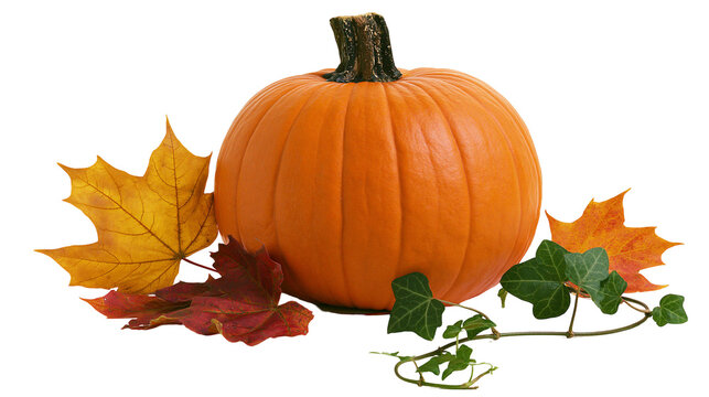 Orange pumpkin with autumn leaves and ivy vine
