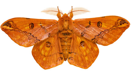 Orange moth with intricate wing patterns and feathery antennae © Ari