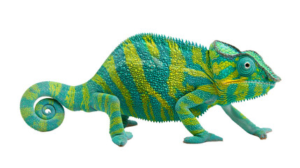 Chameleon with turquoise and yellow stripes © Ari
