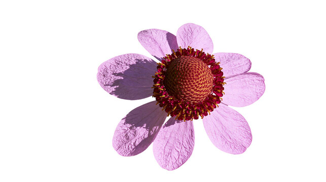 Pink daisy flower with textured petals and red center