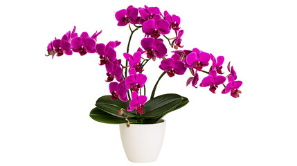 Purple Phalaenopsis Orchid Plant in White Pot © Ari