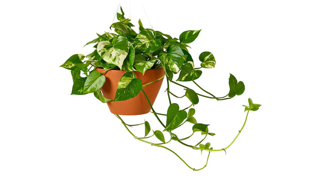 Variegated Pothos plant in terracotta hanging pot