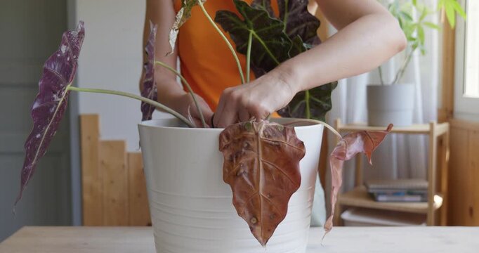 Alocasia amazonica Polly plants having leaf blight disease.