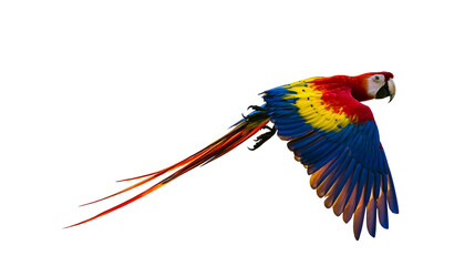 Scarlet Macaw parrot flying with spread wings and long tail © Ari