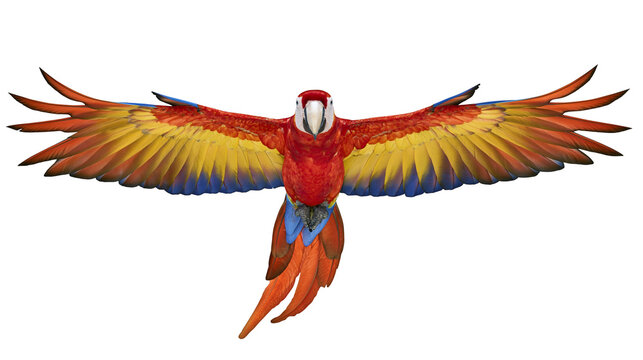Scarlet Macaw parrot with wings spread wide