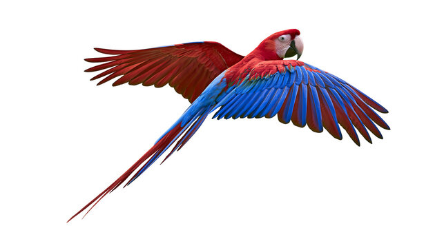Scarlet Macaw parrot flying with spread wings