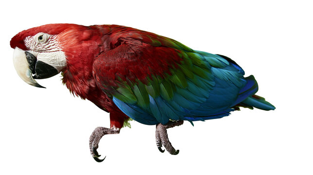 Green-winged Macaw parrot with red green, and blue feathers
