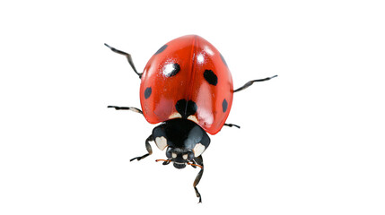 Red ladybug with black spots on white © Ari
