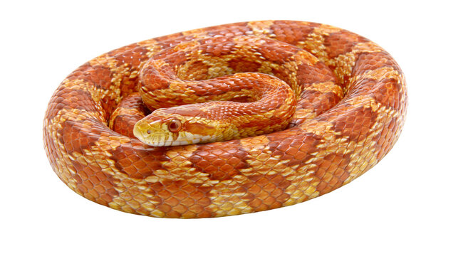 Orange corn snake coiled with visible head and patterned scales