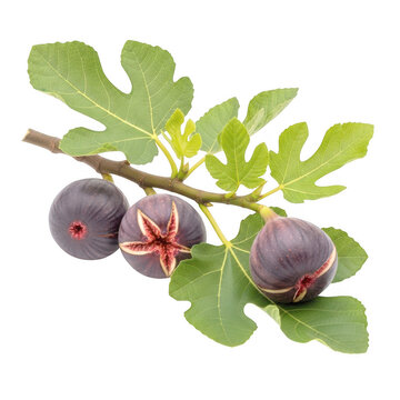 Fresh ripe figs hanging on a green branch