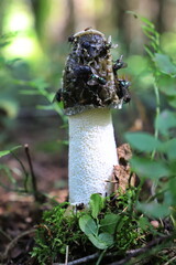 stinking morel in the forest © SuGak