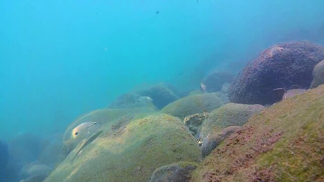 sea, rocks, tropical fish