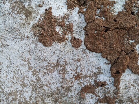 Abstract grunge background of weathered plywood surface with termite mud nest paths