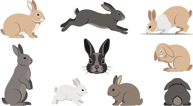 Cute bunny character set and domestic rabbit vector illustrations featuring running hare positions, lop-eared bunny grooming pose and standing grey rodent graphic.
