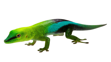 Obraz premium Vibrant green gecko with blue stripe on back