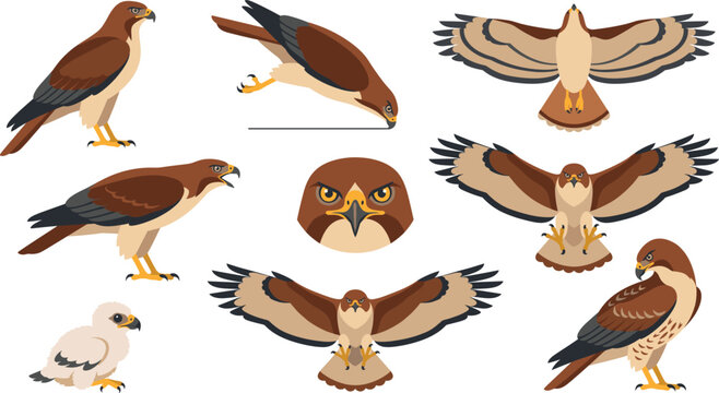 Red-tailed hawk vector graphic pack featuring wings spread soaring flight positions, talons extended diving pose, fluffy white chick illustration 