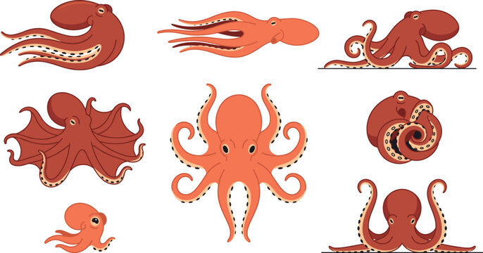 Common octopus vector graphics kit featuring multi tentacle swimming positions, curled defense ball pose, small cute paralarva hatchling illustration