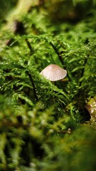 mushroom on the moss © SuGak