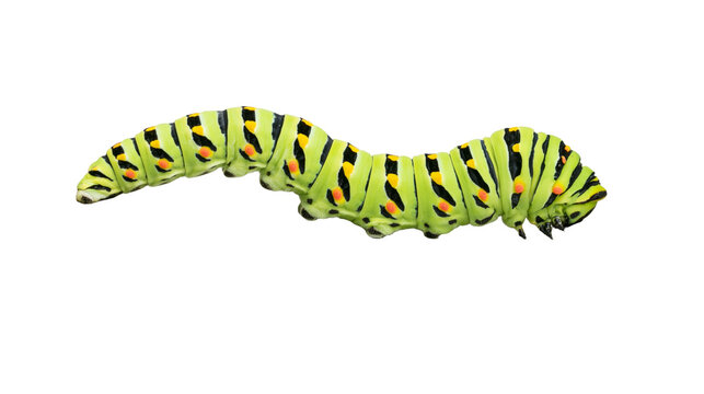 Green caterpillar with black stripes and orange spots