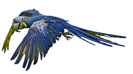 Blue and yellow macaw parrot flying with wings spread © Thaddeus