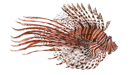 Red lionfish with flowing fins and striped body © Thaddeus