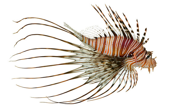 Red lionfish with flowing fins and striped body