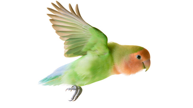 Peach-faced lovebird in flight, green and orange plumage