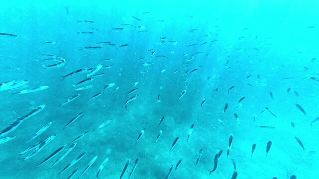 Wide underwater view of a school of small silver fish swimming through crystal clear blue seawater above the seabed. peaceful marine scene with natural movement and excellent copy space