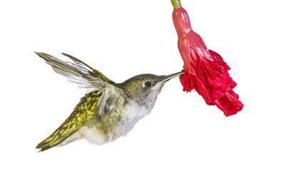 Hummingbird feeding on red flower nectar © Thaddeus