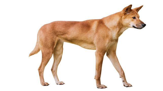 Tan dog with pointed ears standing profile view