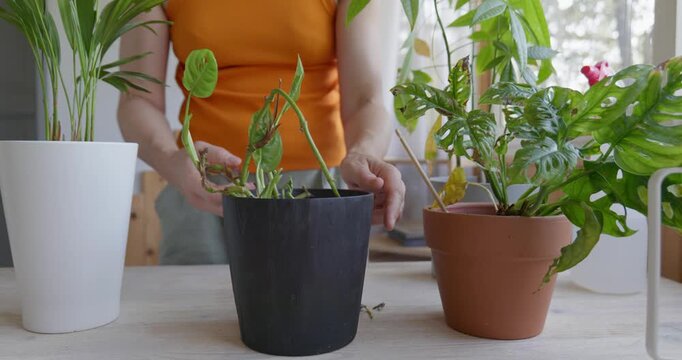 An unrecognizable woman cuts the dry, diseased leaves of a houseplant called Monstera monkey mask.	

