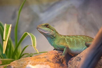 Fototapeta premium Asian water dragon on a rock