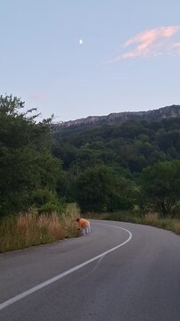 A road in the mountains and a woman picking wild flowers by the road
