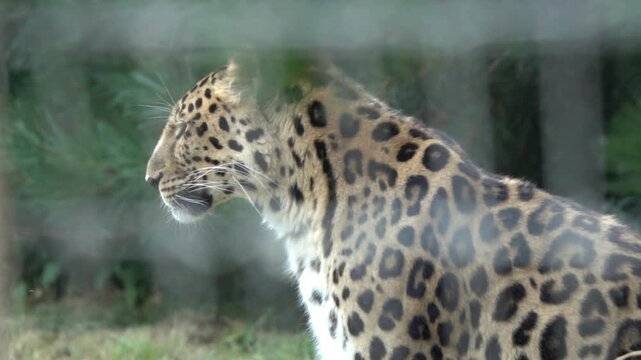 Amur leopard side profile in natural habitat, majestic spotted big cat in forest environment, wild feline predator with beautiful fur pattern