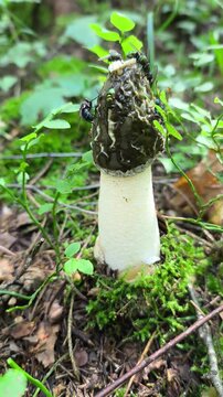 phallus impudicus in the forest