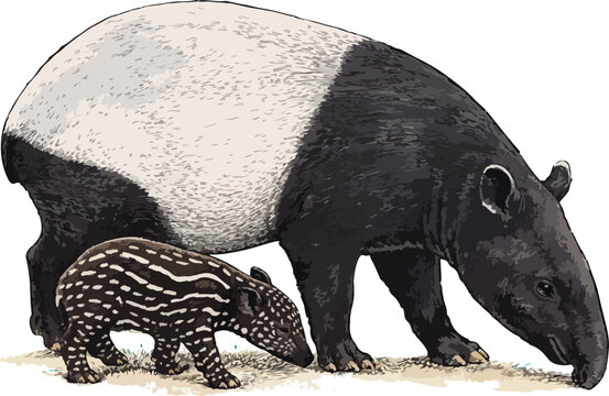 Tapirus indicus illustration art