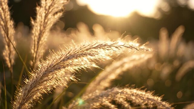 Golden Sunlight on Ornamental Grass Plumes - Close-up shot of feathery ornamental grass plumes catching the golden light of the setting sun.