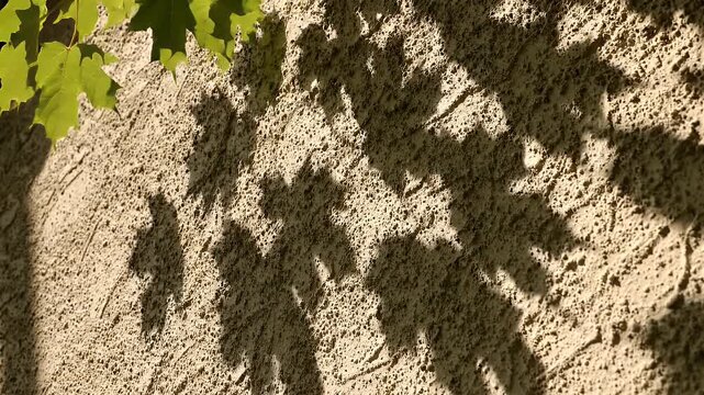 Sunlight Shadows of Green Maple Leaves on Textured Beige Wall - dappled sunlight creates abstract patterns of green maple leaf shadows on a rough, textured beige wall.