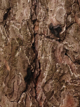 Close-up texture of cracked and weathered brown pine tree bark with deep natural grooves and fissures.