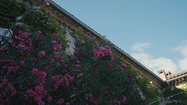Blooming Pink Flowers Outside Rustic Stone House