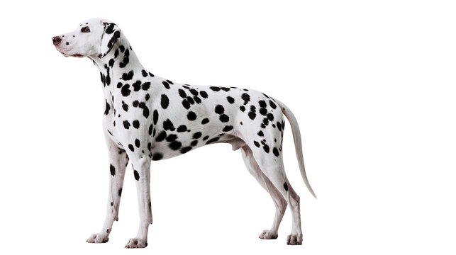 Dalmatian dog with black spots standing profile view